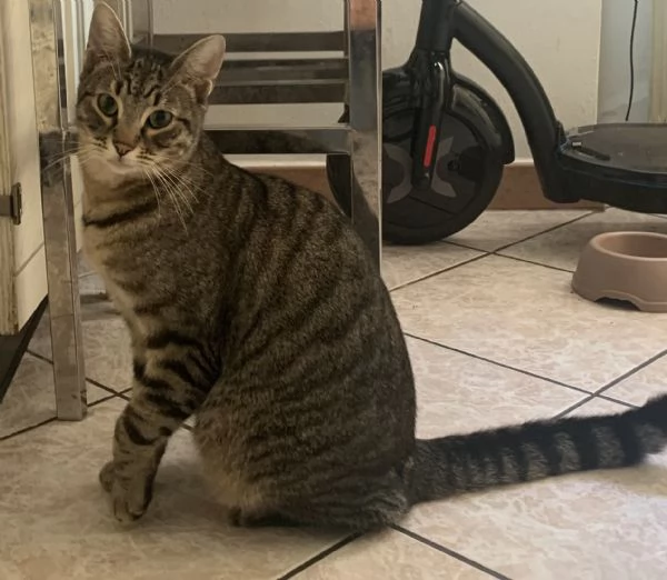 Regalo gatto tigrato | Foto 0