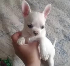 REGALO CHIHUAHUA 