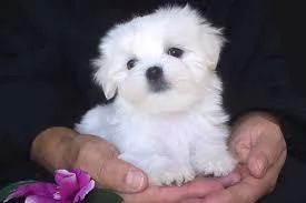  REGALO MALTESE