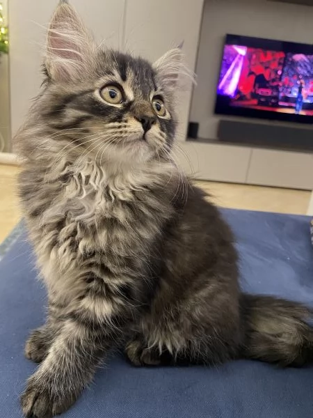 Gatti siberiani | Foto 5