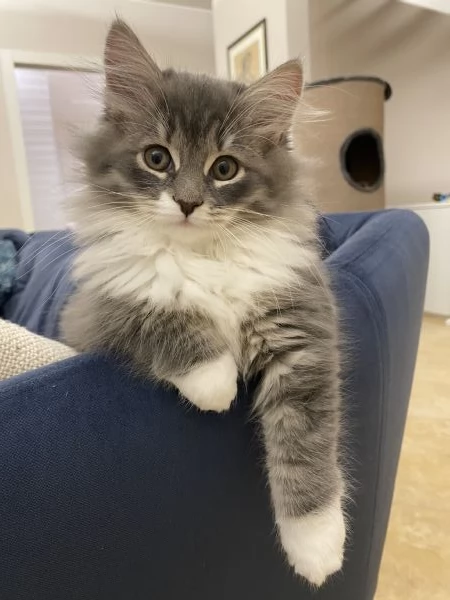 Gatti siberiani | Foto 4