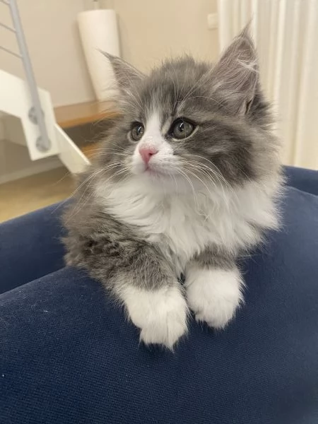 Gatti siberiani | Foto 3