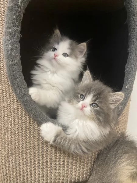 Gatti siberiani | Foto 2