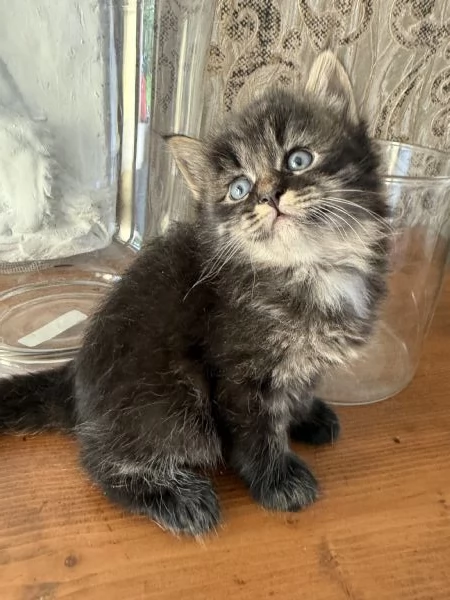 Gatti siberiani | Foto 1