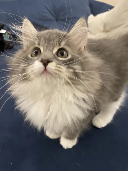 Gatti siberiani | Foto 0