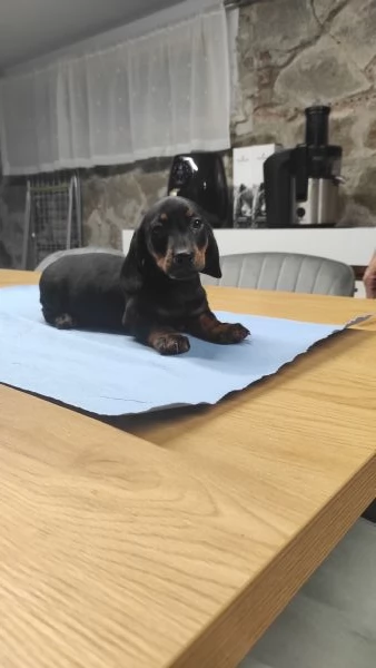 Cuccioli di bassotto 