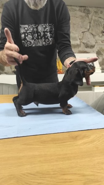 Cuccioli di bassotto  | Foto 0