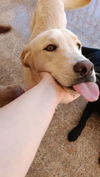 Regalo cani | Foto 2