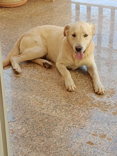 Regalo cani | Foto 1