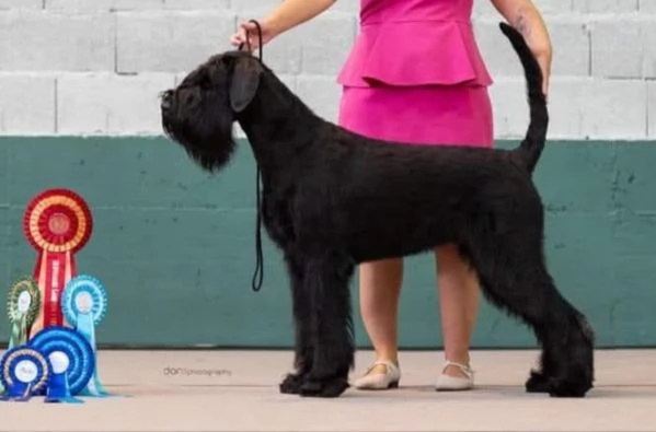 Schnauzer gigante Cucciolata selezionata PEDIGREE ROSA 