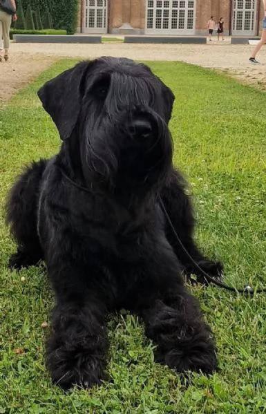 Schnauzer gigante Cucciolata selezionata PEDIGREE ROSA  | Foto 2