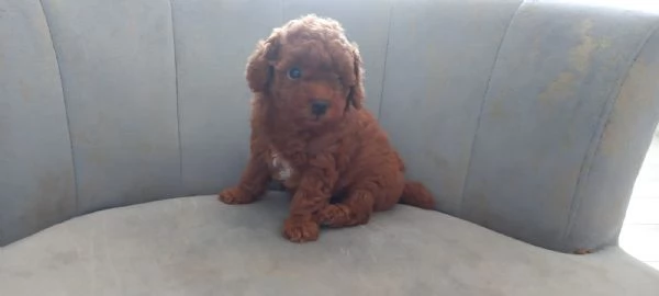 Barboncina toy | Foto 2