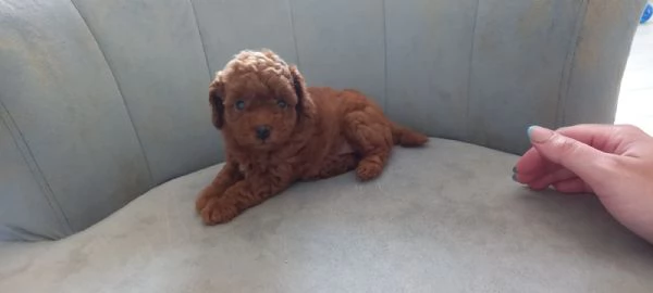 Barboncina toy | Foto 1