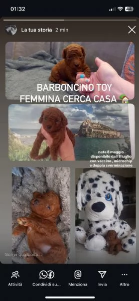 Barboncina toy | Foto 0