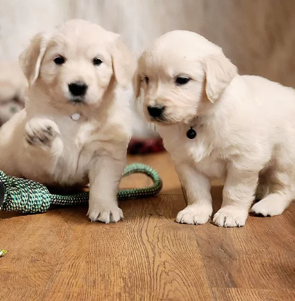 Cuccioli di Golden Retriever in Vendita – Maschio e Femmina