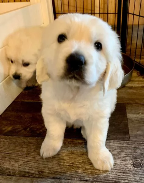 Due cuccioli di Golden Retriever ti aspettano!