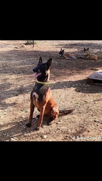 Cuccioli di Pastore Belga Malinois 