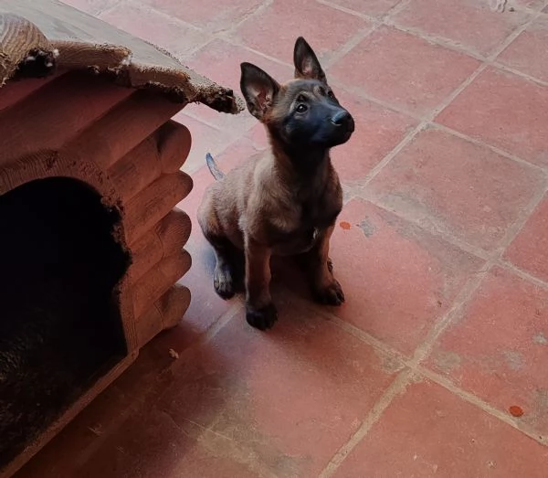 Cuccioli di Pastore Belga Malinois  | Foto 4