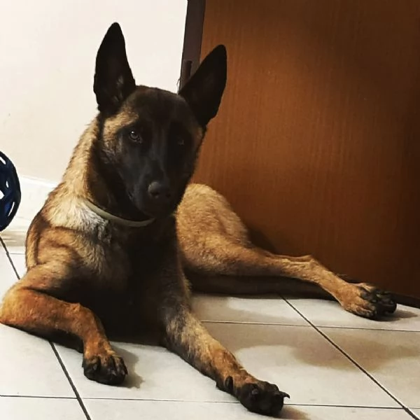Cuccioli di Pastore Belga Malinois  | Foto 3