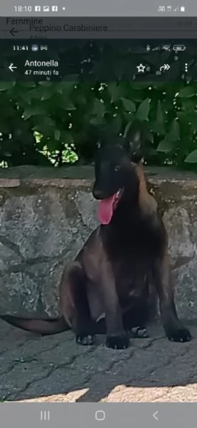 Cuccioli di Pastore Belga Malinois  | Foto 2