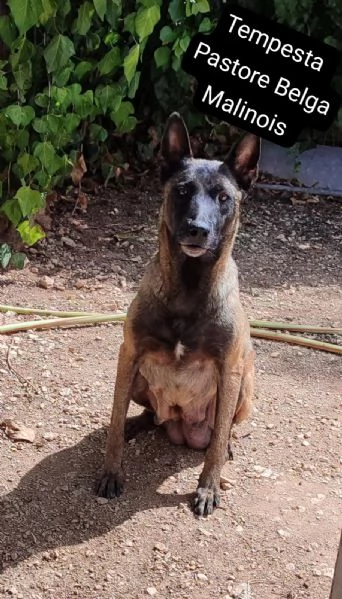Cuccioli di Pastore Belga Malinois  | Foto 0