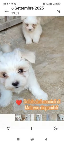 Maltese disponibili cuccioli 