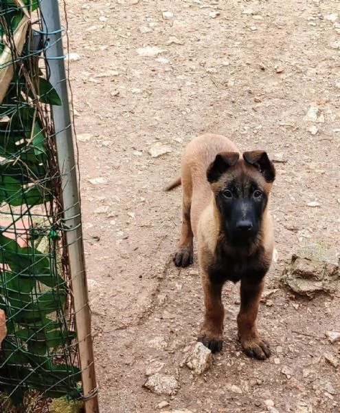 Pastore Belga Malinois cucciolo 