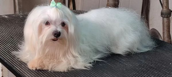 Maltese femmina pedigree Enci  | Foto 0