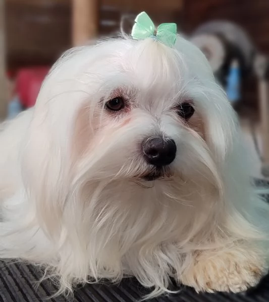 Maltese femmina pedigree Enci 