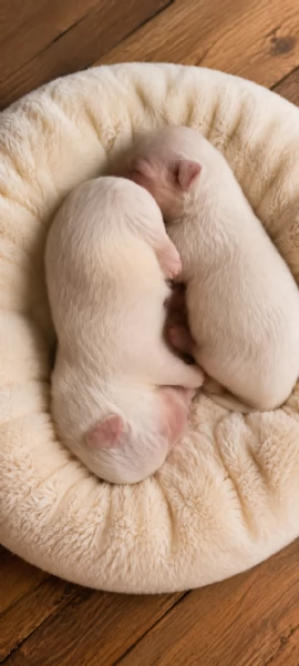 Maltese meravigliosi cuccioli 