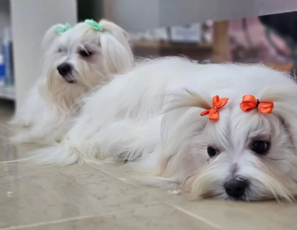 Maltese meravigliosi cuccioli  | Foto 0