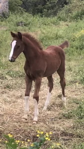 Puledro da salto | Foto 1