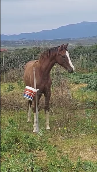 Puledro da salto | Foto 0