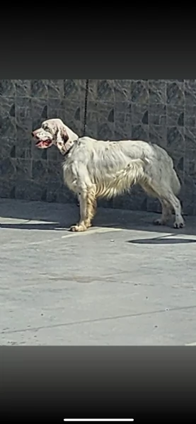 Setter inglese | Foto 1