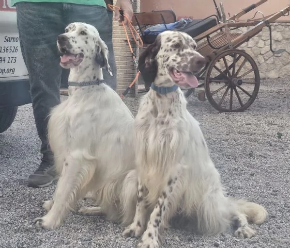 Setter inglese | Foto 0