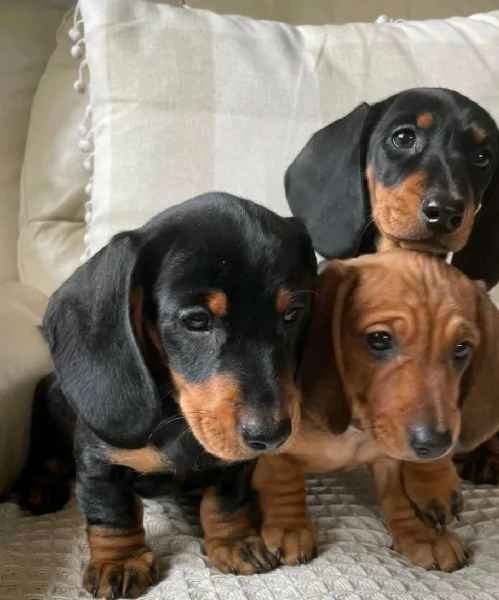 Bellissimi Cuccioli di BASSOTTO | Foto 0