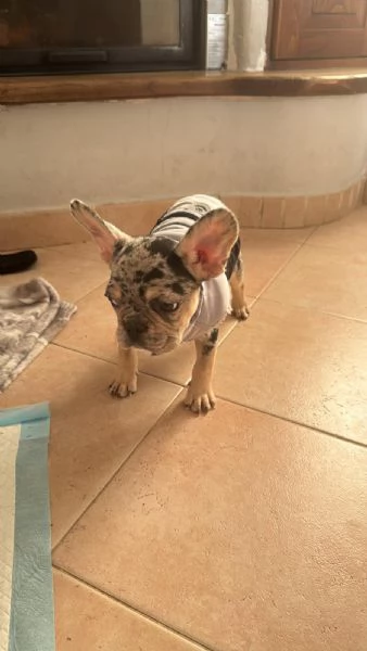 Bulldog francese | Foto 1