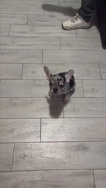 Bulldog francese | Foto 0