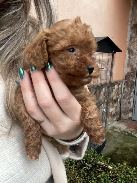 Barboncino toy red  | Foto 2