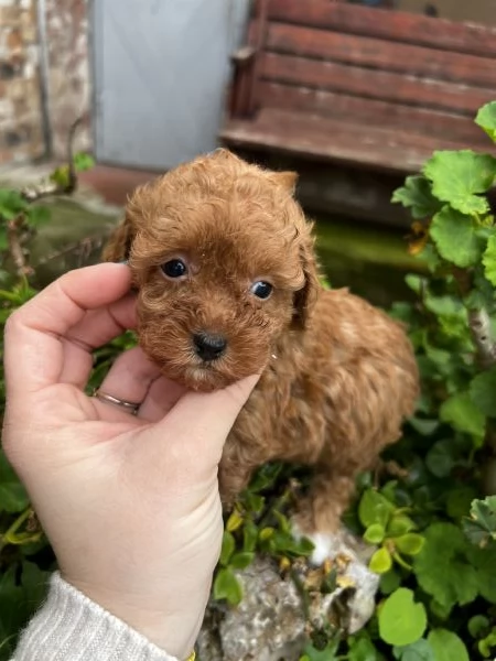 Barboncino toy red  | Foto 0