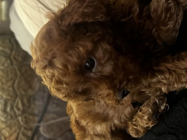 Barboncino toy | Foto 5