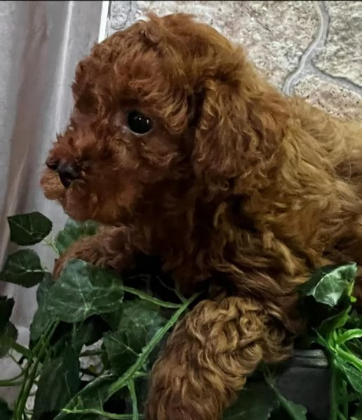 Barboncino toy | Foto 4