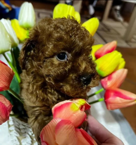 Barboncino toy | Foto 1