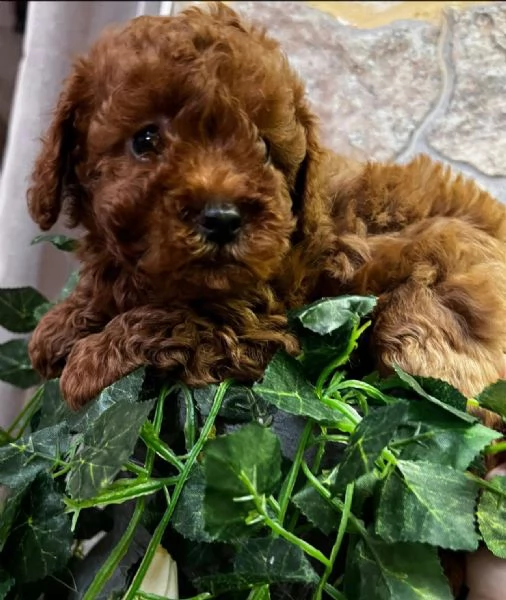 Barboncino toy | Foto 0