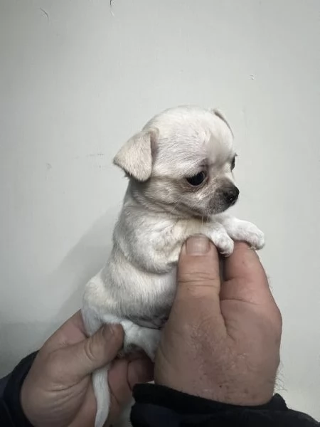 Chihuahua 
