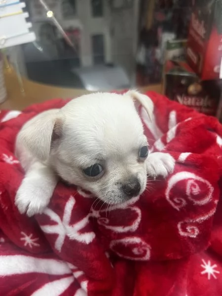 Chihuahua  | Foto 0