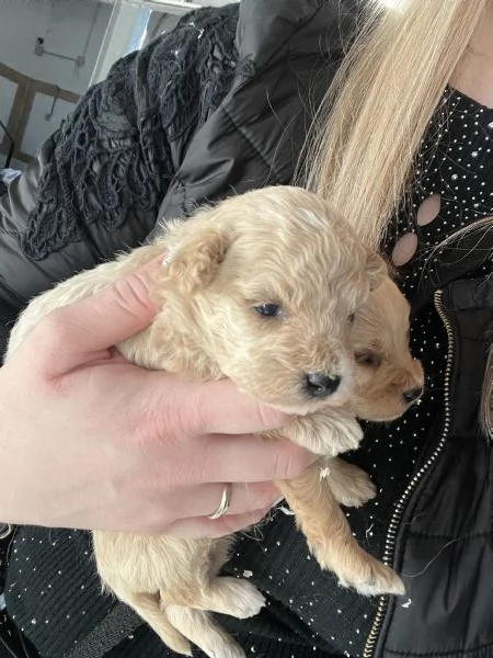 Maltipoo | Foto 0