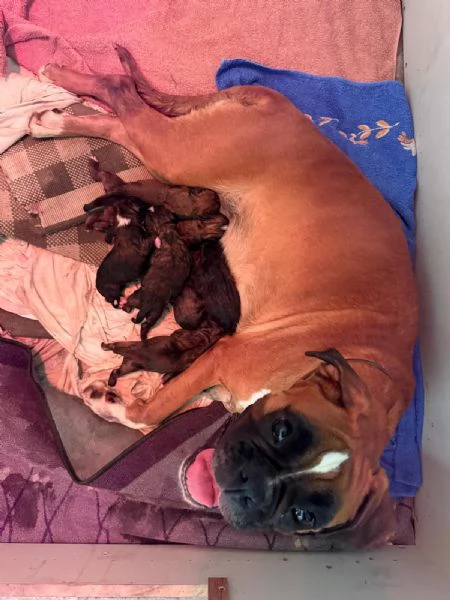 Cuccioli Boxer con pedigree 