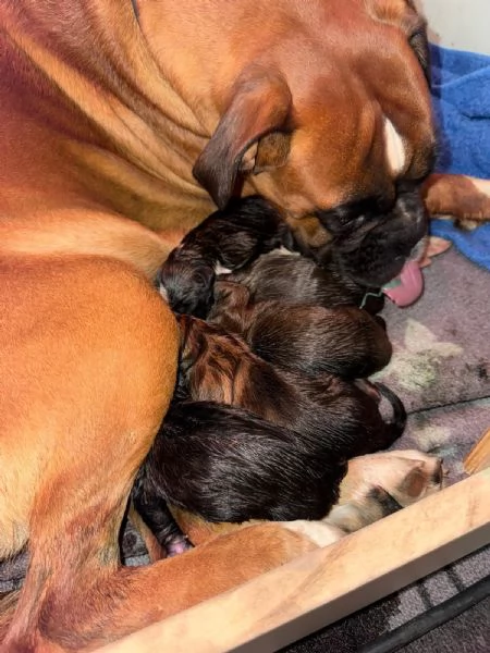 Cuccioli Boxer con pedigree  | Foto 2
