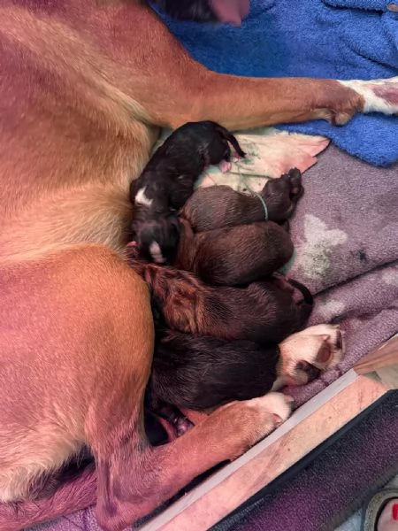 Cuccioli Boxer con pedigree  | Foto 1